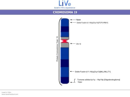 cromosoma 19 - Lexel