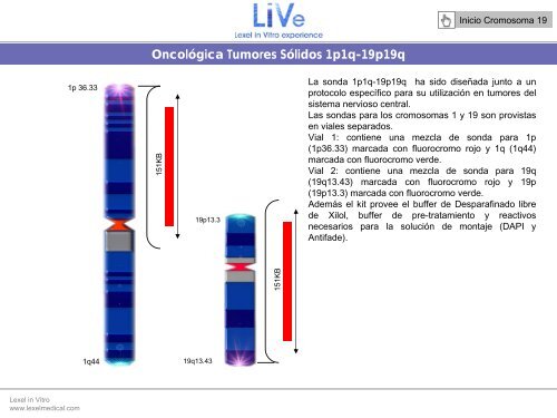 cromosoma 19 - Lexel