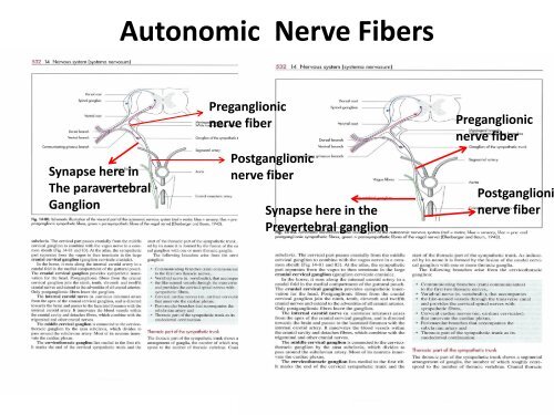 Autonomic Nervous System - UMK CARNIVORES 3