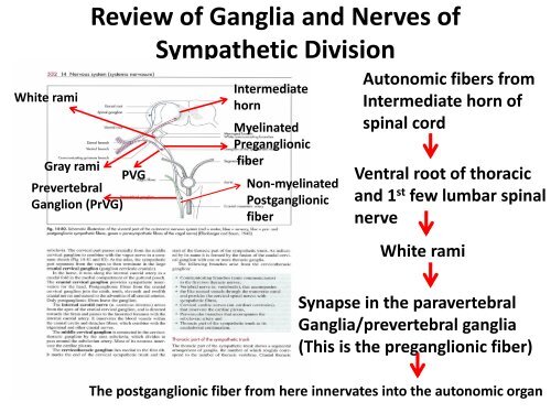 Autonomic Nervous System - UMK CARNIVORES 3