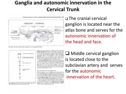 Autonomic Nervous System - UMK CARNIVORES 3