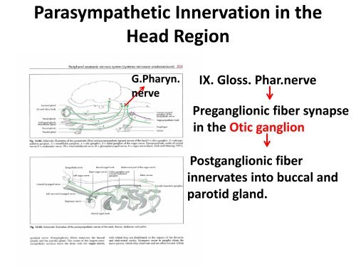 Autonomic Nervous System - UMK CARNIVORES 3