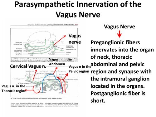 Autonomic Nervous System - UMK CARNIVORES 3