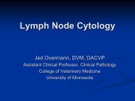 Lymph Node Cytology - American Society for Veterinary Clinical ...