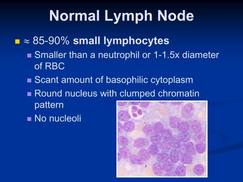 Lymph Node Cytology - American Society for Veterinary Clinical ...