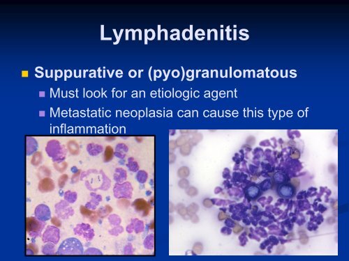 Lymph Node Cytology - American Society for Veterinary Clinical ...