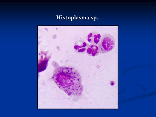 Lymph Node Cytology - American Society for Veterinary Clinical ...