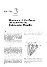 Chapter 3: Summary of the Gross Anatomy of the Extraocular Muscles