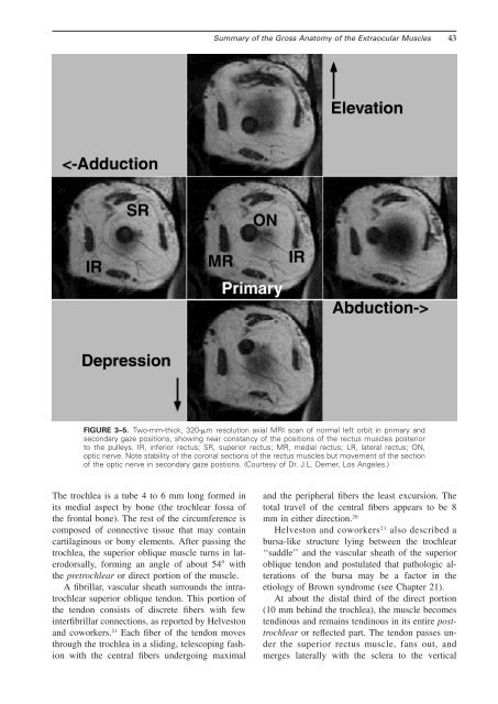 Chapter 3: Summary of the Gross Anatomy of the Extraocular Muscles