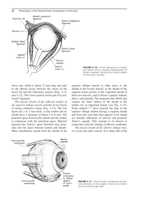 Chapter 3: Summary of the Gross Anatomy of the Extraocular Muscles