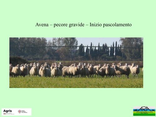 Buone pratiche di pascolamento degli ovini - Agris - ARAS [file .pdf]
