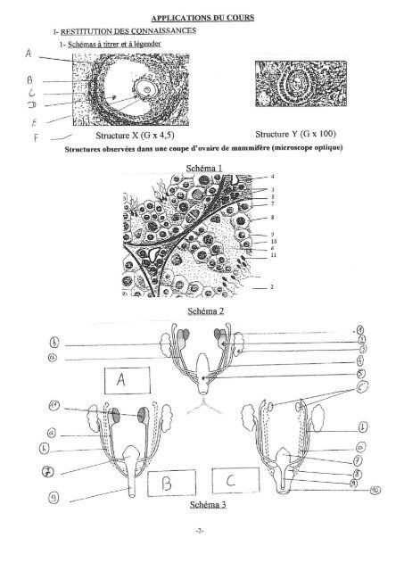 Structure X (G x 4,5) - Poly-Prepas