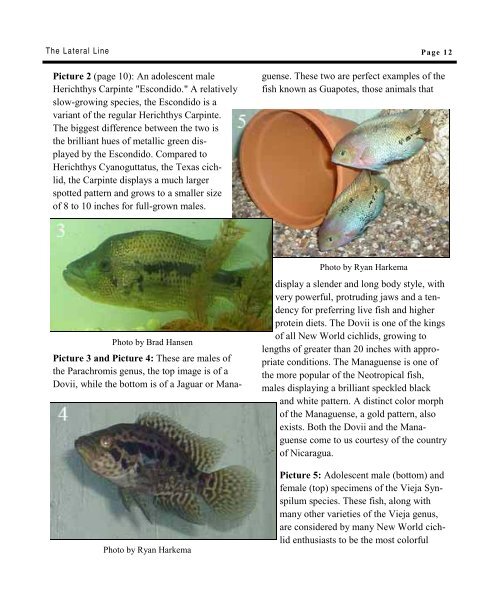 Lateral Line August 2005.pub - Hill Country Cichlid Club