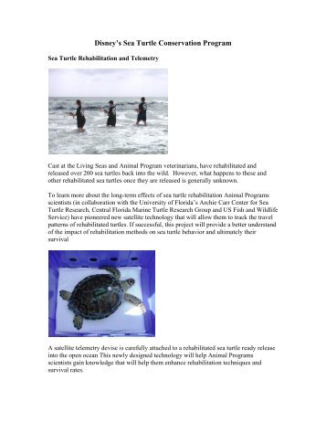 Disney's Sea Turtle Conservation Program