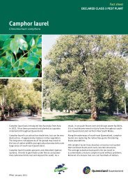 Fact sheet Declared class 3 Pest Plant Camphor laurel