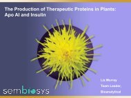 The Production of Therapeutic Proteins in Plants: Apo AI and Insulin