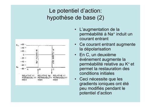 Neuroscience 2fin - copie 1