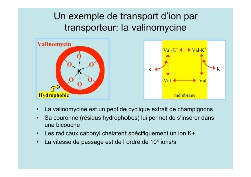 Neuroscience 2fin - copie 1