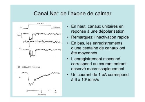 Neuroscience 2fin - copie 1