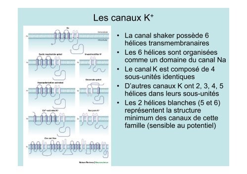 Neuroscience 2fin - copie 1