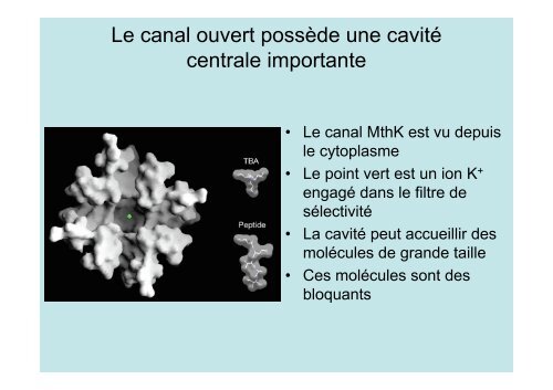 Neuroscience 2fin - copie 1