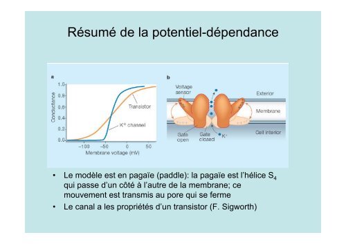 Neuroscience 2fin - copie 1