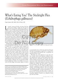 What's Eating You? The Sticktight Flea (Echidnophaga ... - Cutis