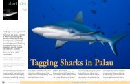 Tagging sharks in Palau | X-Ray Magazine | Issue 44 - September ...