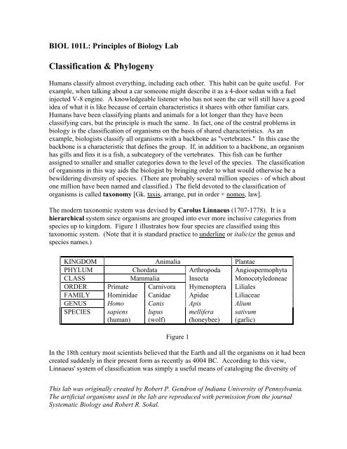 Phylogenetic analysis - Mama Indstate