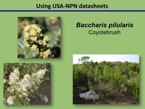 CPP - USA National Phenology Network