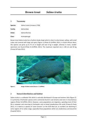 Brown trout Salmo trutta - Department of Agriculture, Forestry and ...