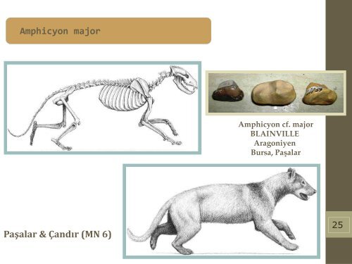 Late Miocene