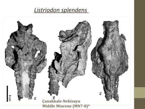 Late Miocene