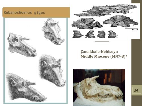 Late Miocene