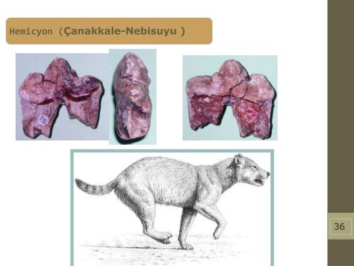 Late Miocene