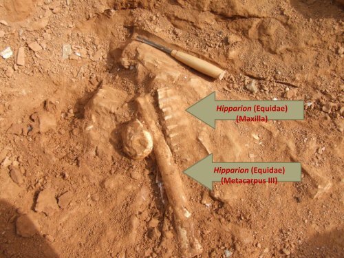 Late Miocene