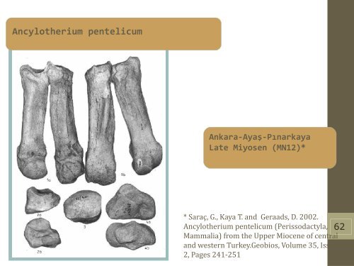 Late Miocene