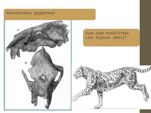 Late Miocene