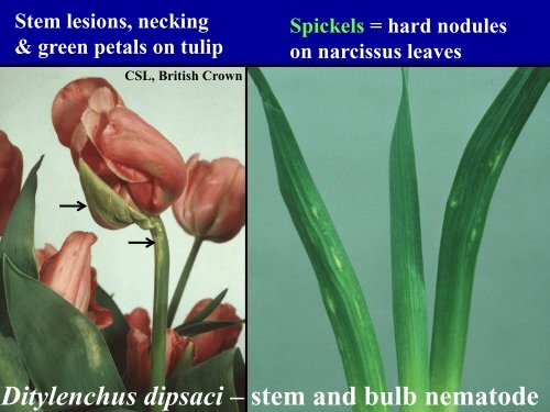 DISEASES OF FLOWERS, LEAVES AND STEMS