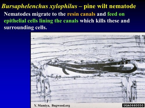 DISEASES OF FLOWERS, LEAVES AND STEMS