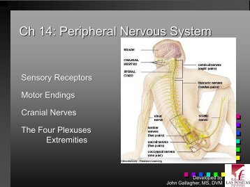 Chapter 14 - Peripheral Nervous System