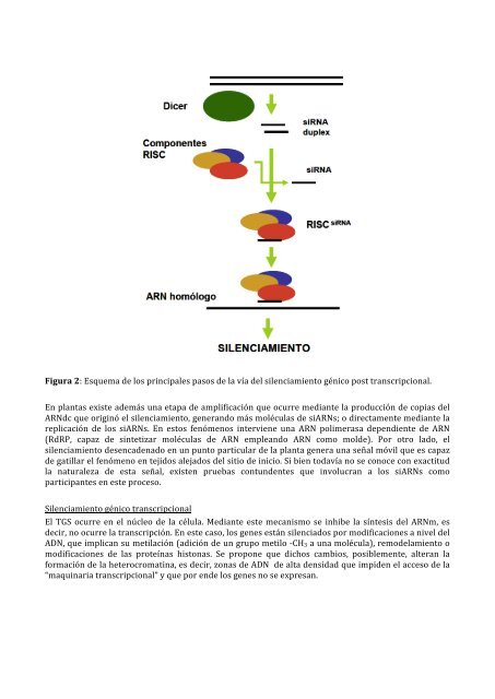 Silenciamiento gÃ©nico en plantas - ArgenBio