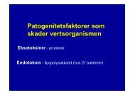 Patogenitetsfaktorer som skader vertsorganismen Eksotoksiner