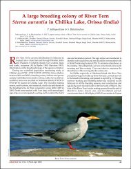 A large breeding colony of River Tern Sterna aurantia ... - Indian Birds