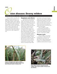 Onion Disease: Downy Mildew - The Learning Store - University of ...