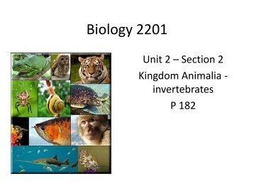 9 Animals Invertebrates.pdf