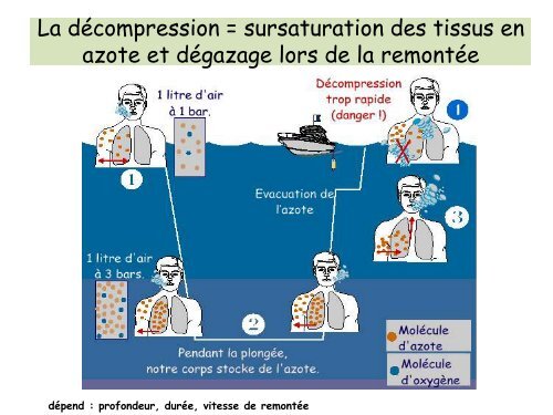 Indication de l'oxygénothérapie hyperbare dans les accidents ...