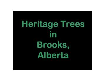 H it T H it T Heritage Trees in Brooks, Alberta