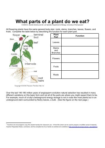 What parts of a plant do we eat? - Serendip