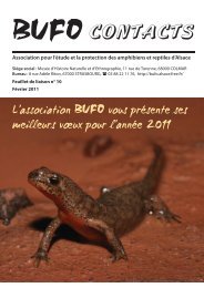 BUFO CONTACTS - Bufo - Free